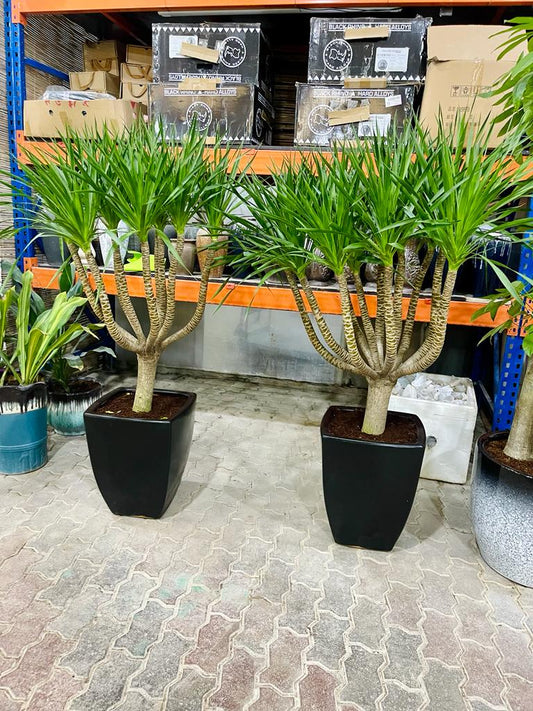 TwinPack: 2pcs Yucca multi-Trunk in Ceramic Pot - PlantmartUAE.com