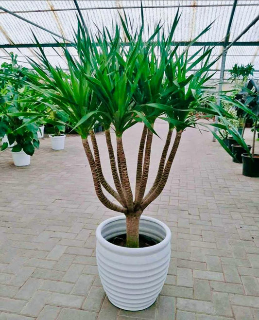 Yucca Multi-Trunk in Ceramic Pot (overall 160cm) - PlantmartUAE.com