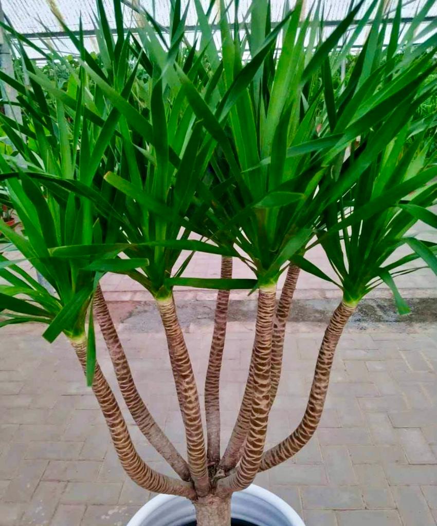 Yucca Multi-Trunk in Ceramic Pot (overall 160cm) - PlantmartUAE.com