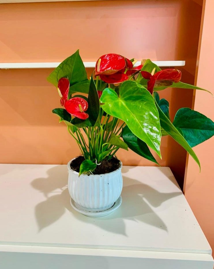 Red Anthurium (30cm-40cm) CERAMIC pot - PlantmartUAE.com