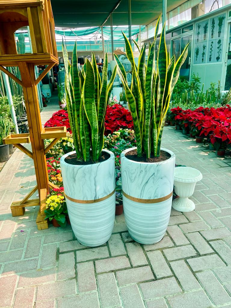 TWIN PACK : 2pcs Sansevieria/Snake Plant - Ceramic Pot - PlantmartUAE.com