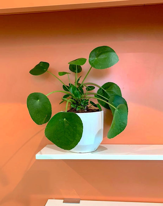 Pilea Peperomioides (Chinese Money Plant) - White Ceramic Pot - PlantmartUAE.com