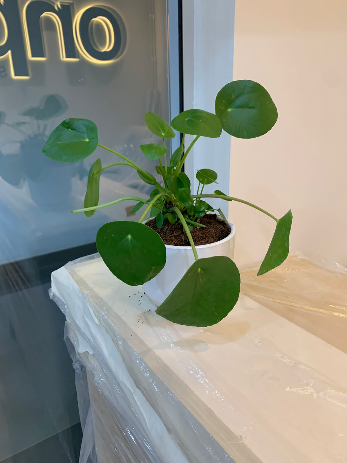 Pilea Peperomioides - Chinese Money Plant - PlantmartUAE.com