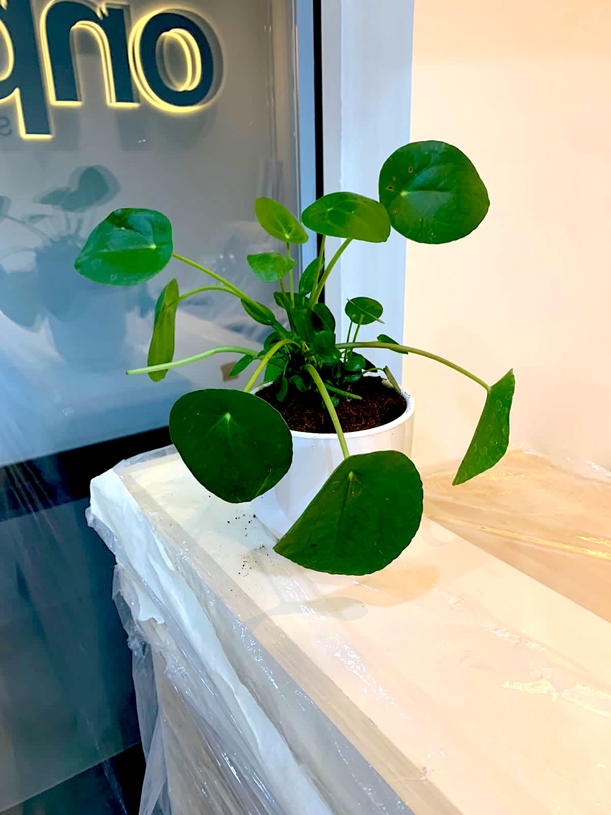 Pilea Peperomioides (Chinese Money Plant) - White Ceramic Pot - PlantmartUAE.com