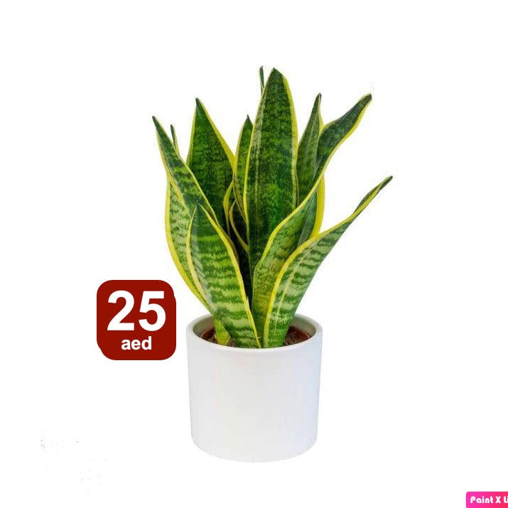 Sansevieria-CERAMIC Pot-Snake plant mini 20cm-25cm - PlantmartUAE.com