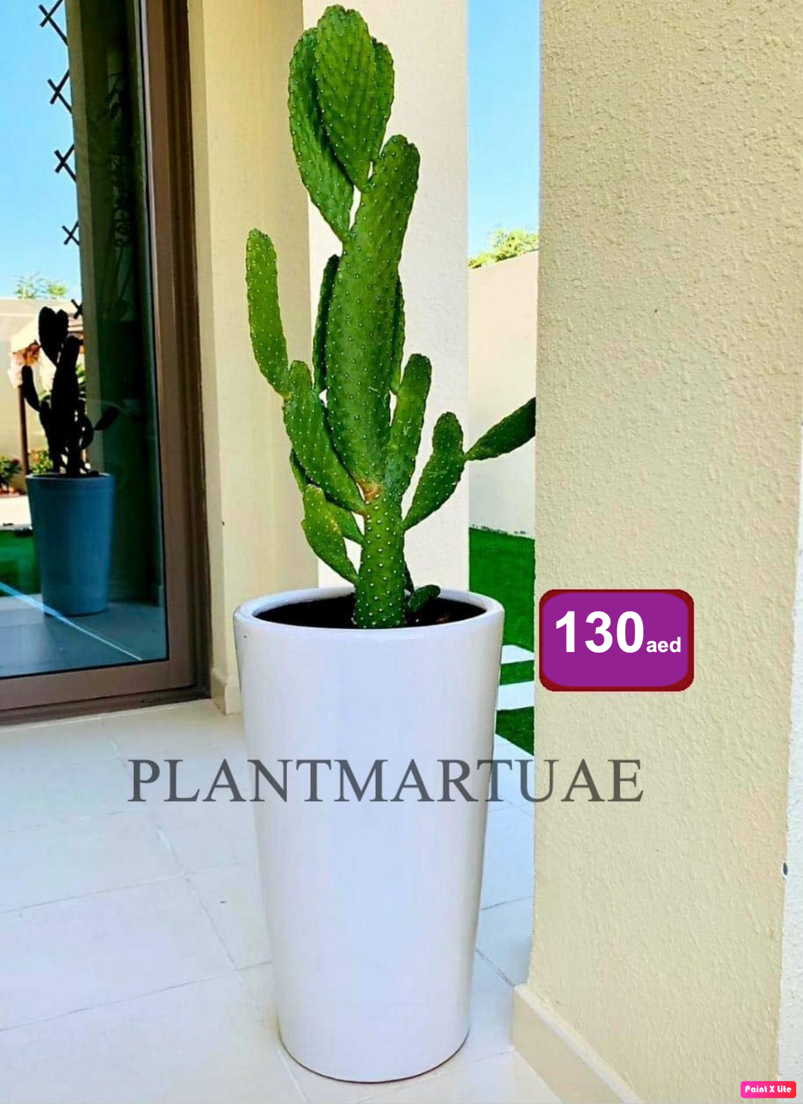Cactus Opuntia / CERAMIC pot / Ficus Indica - PlantmartUAE.com