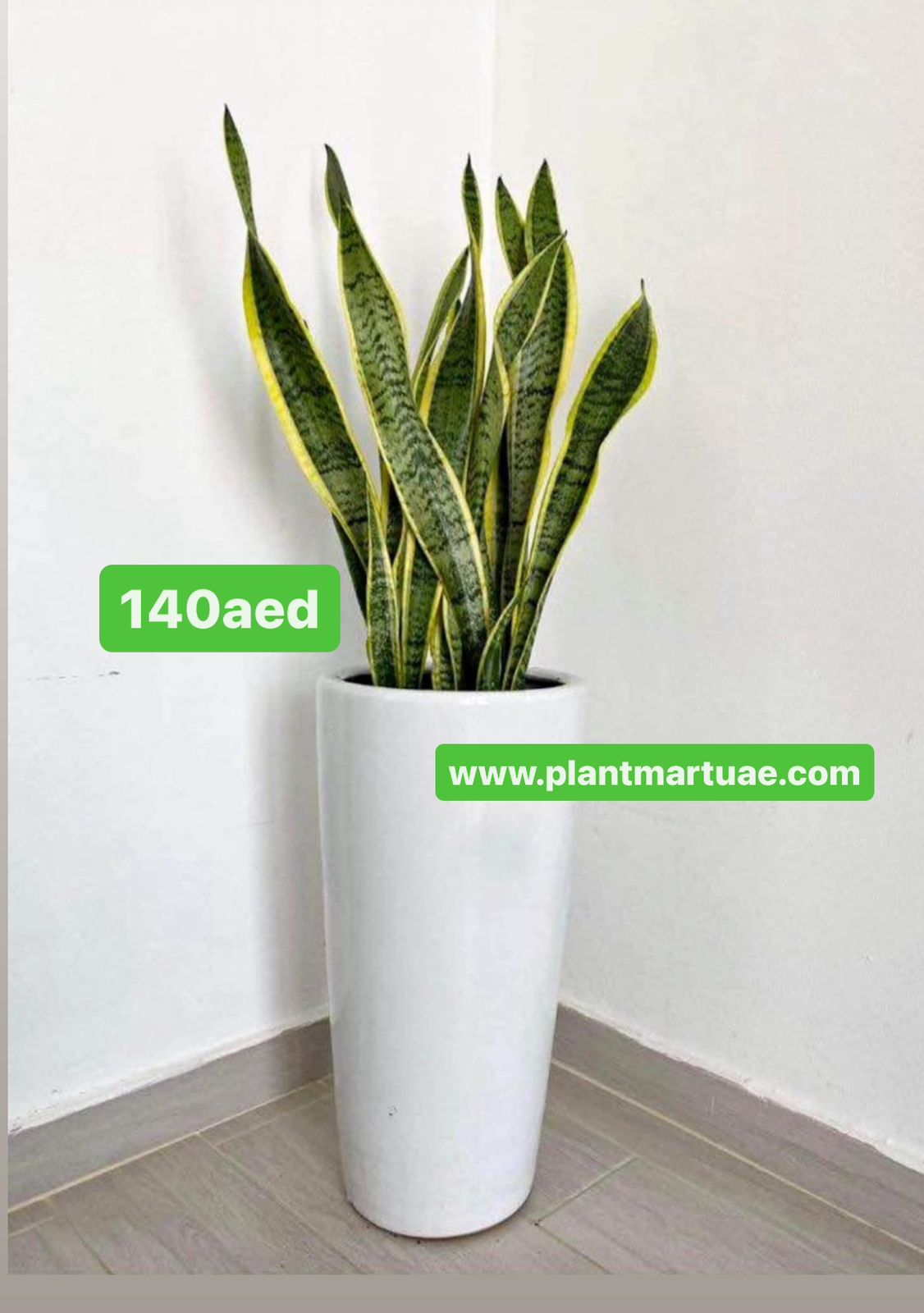 Snake Plant LARGE in Ceramic Pot (100cm-110cm) /.Sansevieria Plant