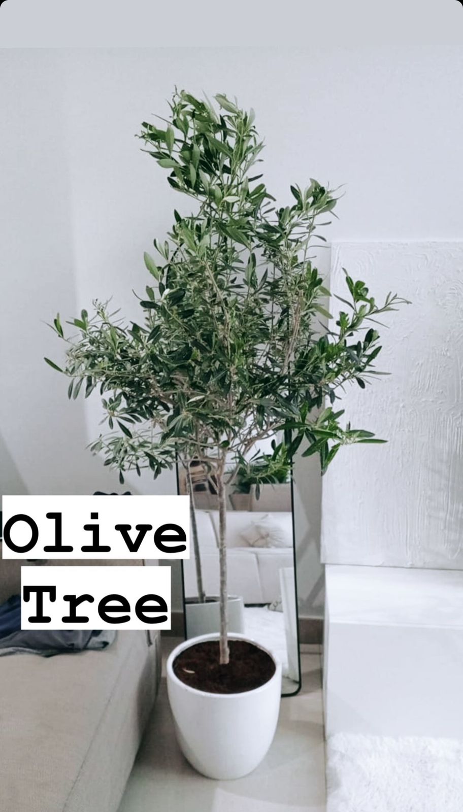 Olive tree POTTED 160cm-170cm - CERAMIC POT indoor plant