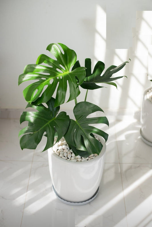 Monstera HOLLAND 80cm  | White Ceramic Pot