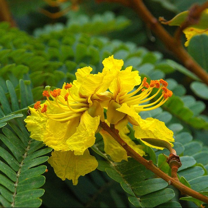 Yellow Poinciana - PlantmartUAE.com