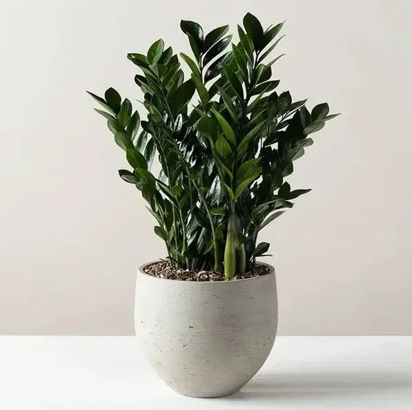 Zamioculcas zamiifolia, Zanzibar Gem/ZZ Plant - PlantmartUAE.com