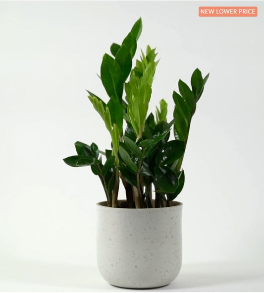 Zamioculcas zamiifolia, Zanzibar Gem/ZZ Plant - PlantmartUAE.com