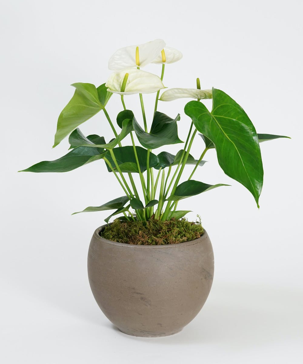 White Anthurium 30cm-40cm - PlantmartUAE.com