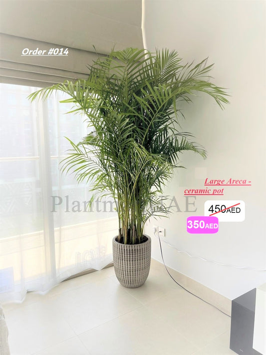 XXL Areca Plam 2.5mtr/Ceramic Pot 350AED - PlantmartUAE.com