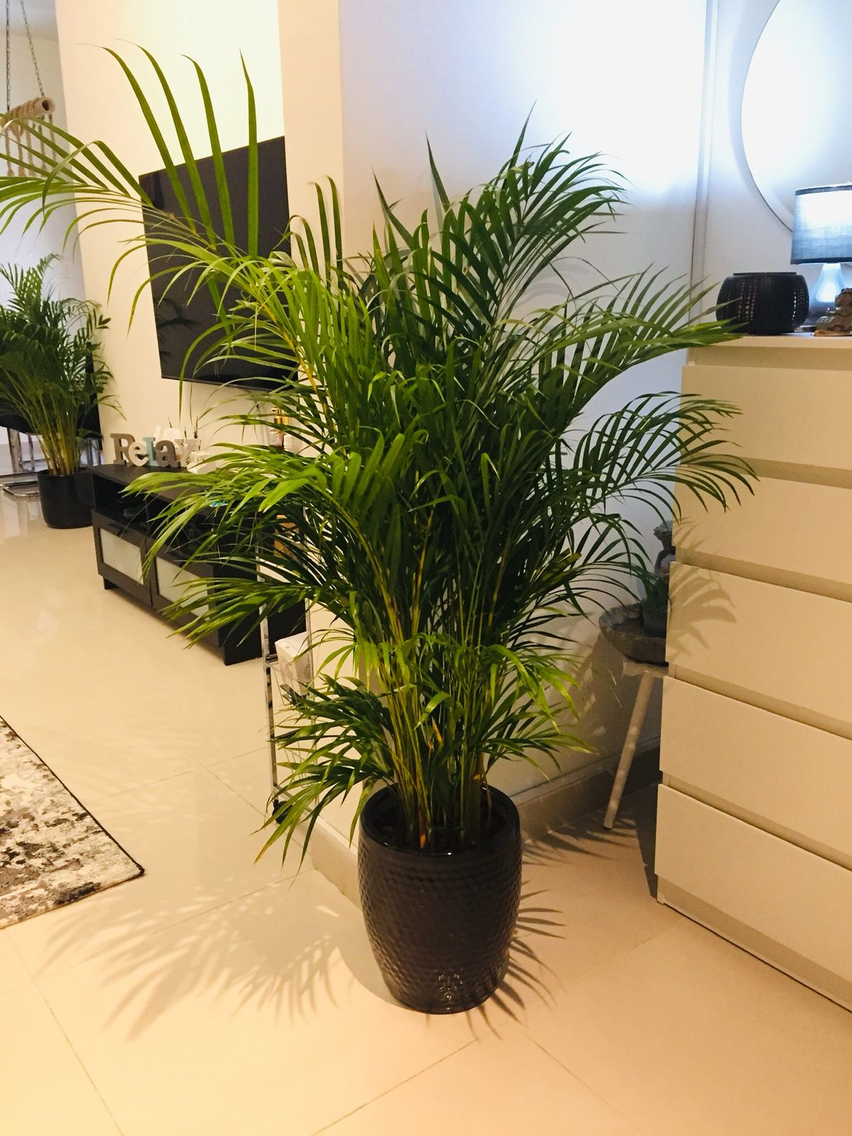 Areca Palm - Chrysalidocarpus lutescens 110cm-150cm - PlantmartUAE.com