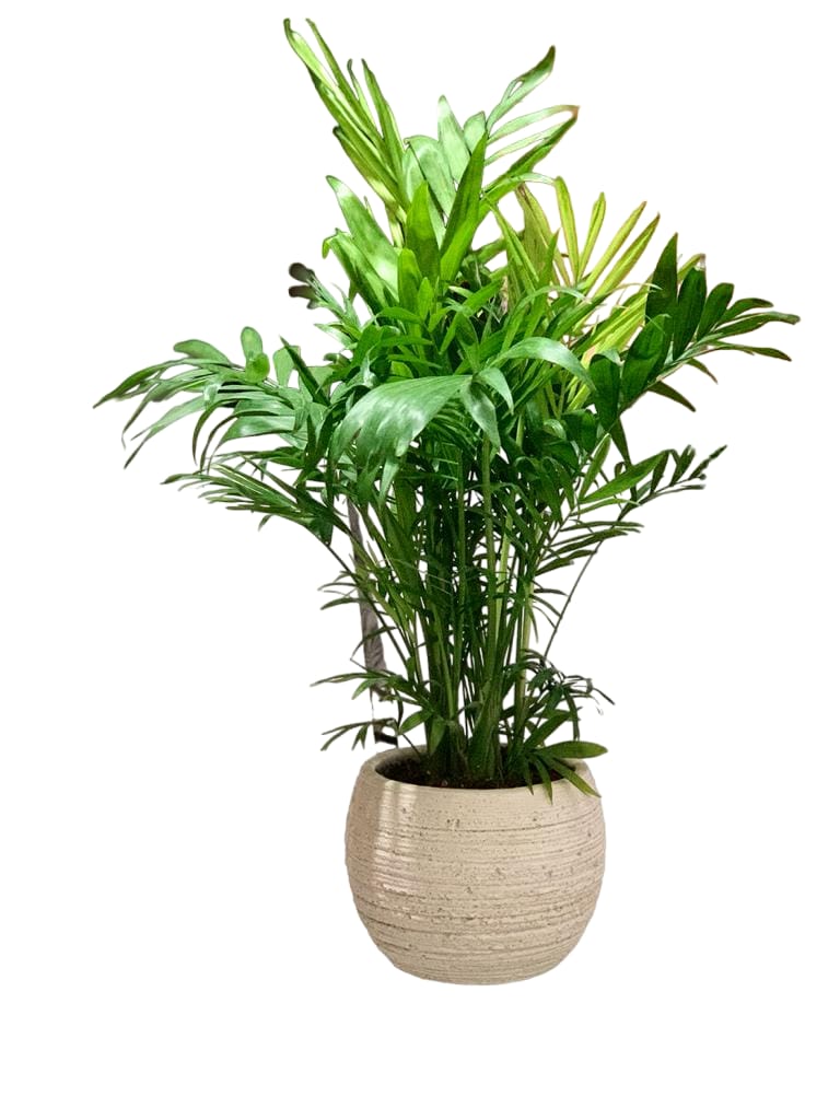 Areca Palm (Small) 50cm in Beige FIBER-CEMENT Pot - PlantmartUAE.com