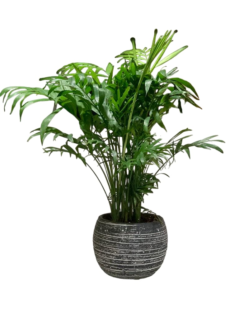 Areca Palm (Small) 50cm in FIBER-CEMENT Pot - PlantmartUAE.com