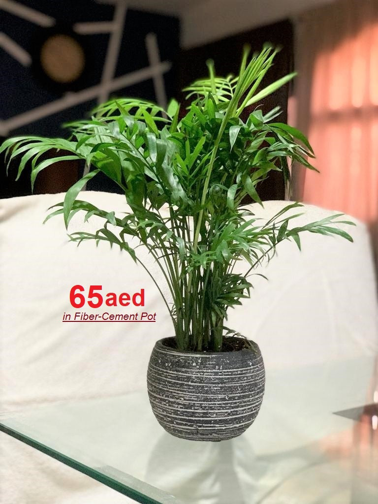 Areca Palm (Small) 50cm in FIBER-CEMENT Pot - PlantmartUAE.com