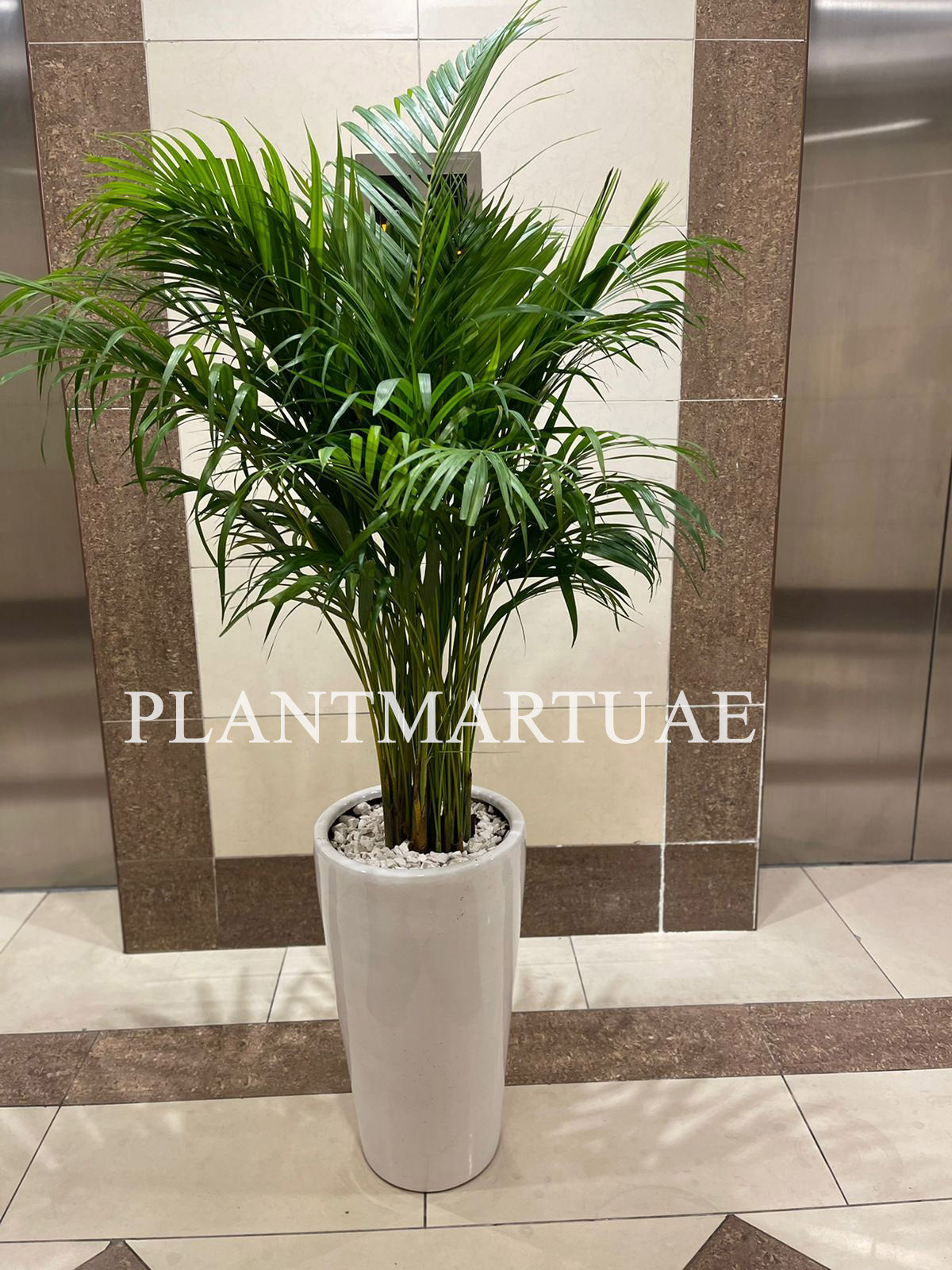 Areca Palm Holland / Chrysalidocarpus Lutescens - PlantmartUAE.com