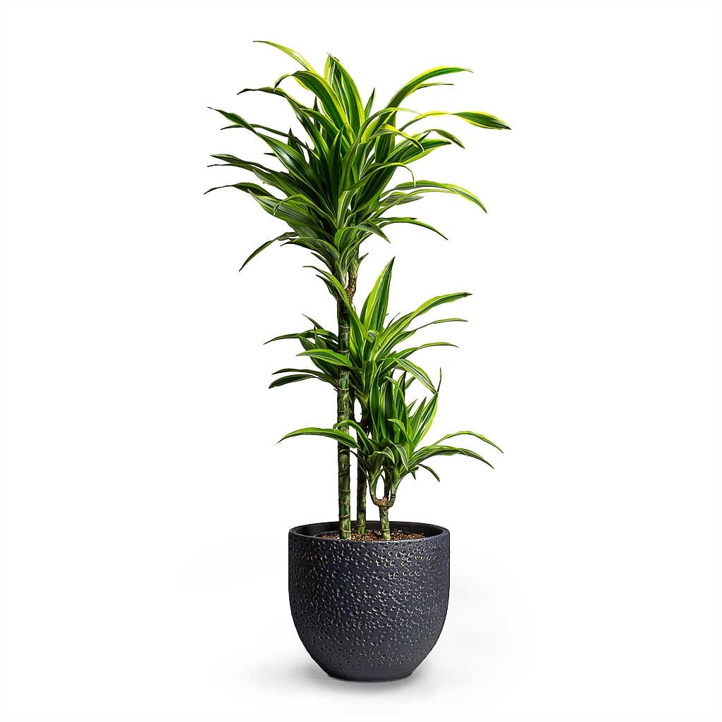 Dracaena lemon lime / Dracaena Fragrans 110cm-120cm - PlantmartUAE.com