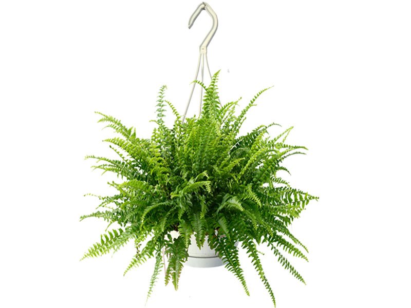 Boston Fern (M) 30cm-40cm - PlantmartUAE.com