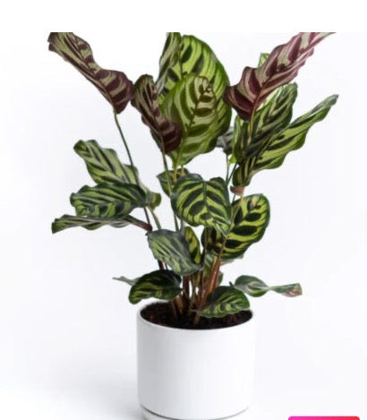 Calathea Makoyana 30cm-40cm /Ctenanthe burle marxii Amabilis - Never Never Plant - PlantmartUAE.com