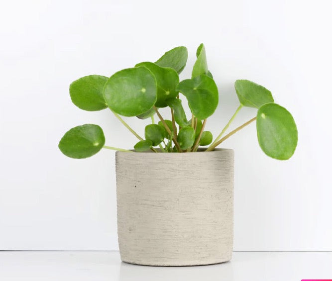 Pilea Peperomioides - Chinese Money Plant - PlantmartUAE.com