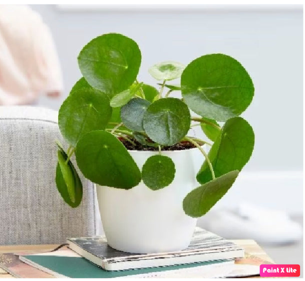 Pilea Peperomioides - Chinese Money Plant - PlantmartUAE.com