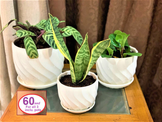 60aed Combo Pack: 3 Plants In CERAMIC Pots - PlantmartUAE.com