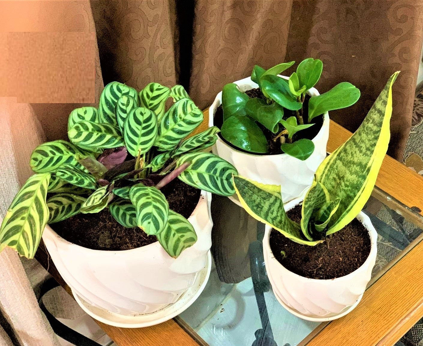 60aed Combo Pack: 3 Plants In CERAMIC Pots - PlantmartUAE.com