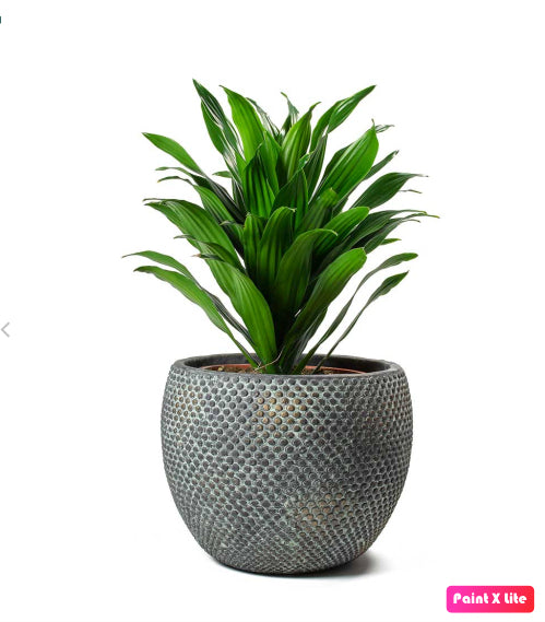 Dracaena compacta 25cm - PlantmartUAE.com