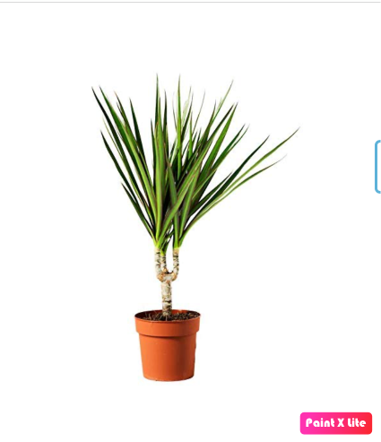 Dracaena Marginata 2pps 80cm - 100cm - PlantmartUAE.com