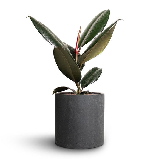 Ficus elastica Abidjan - Burgundy Rubber Plant 30-40cm - PlantmartUAE.com