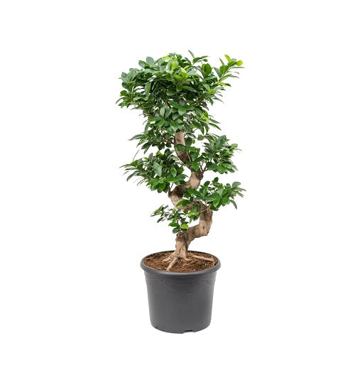 Ficus microcarpa /S-Shape Bonsai - PlantmartUAE.com