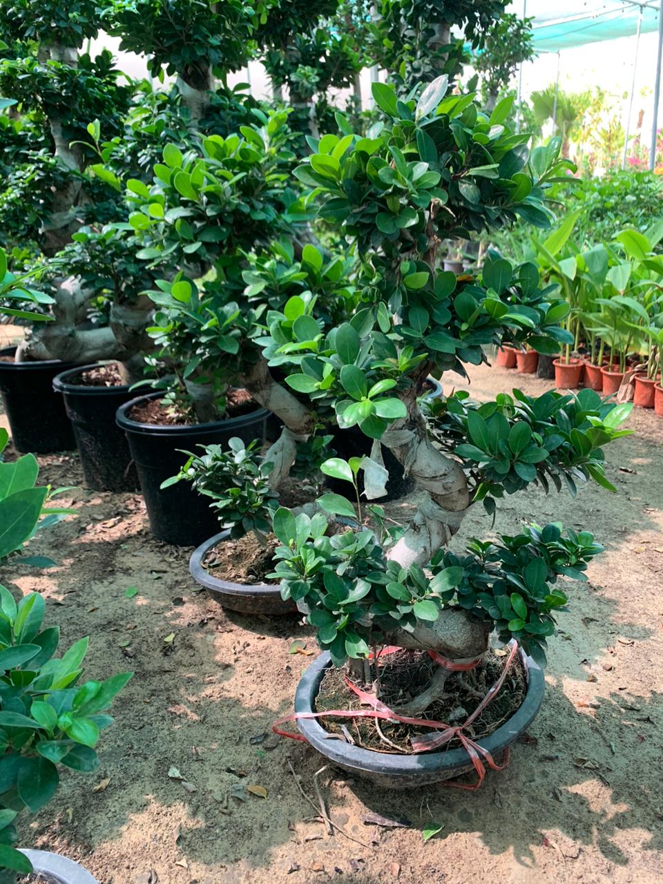 Ficus microcarpa /S-Shape Bonsai - PlantmartUAE.com