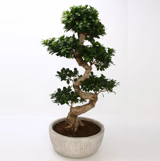 Ficus microcarpa /S-Shape Bonsai - PlantmartUAE.com