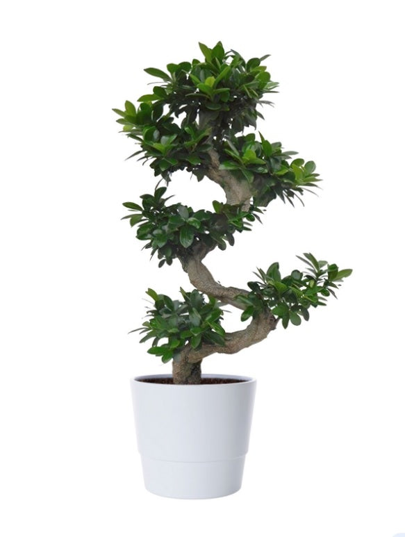 Ficus microcarpa /S-Shape Bonsai - PlantmartUAE.com