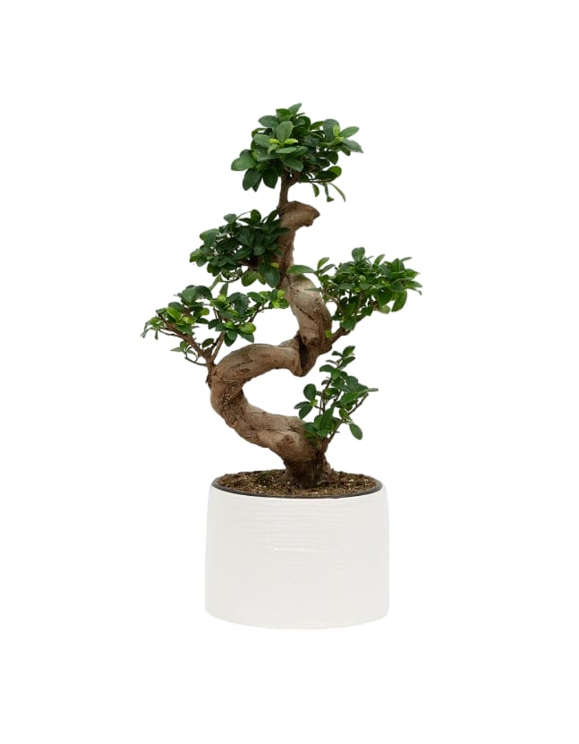 Ficus microcarpa /S-Shape Bonsai - PlantmartUAE.com