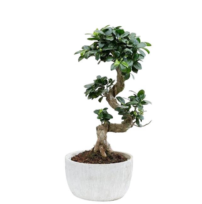 Ficus microcarpa /S-Shape Bonsai - PlantmartUAE.com