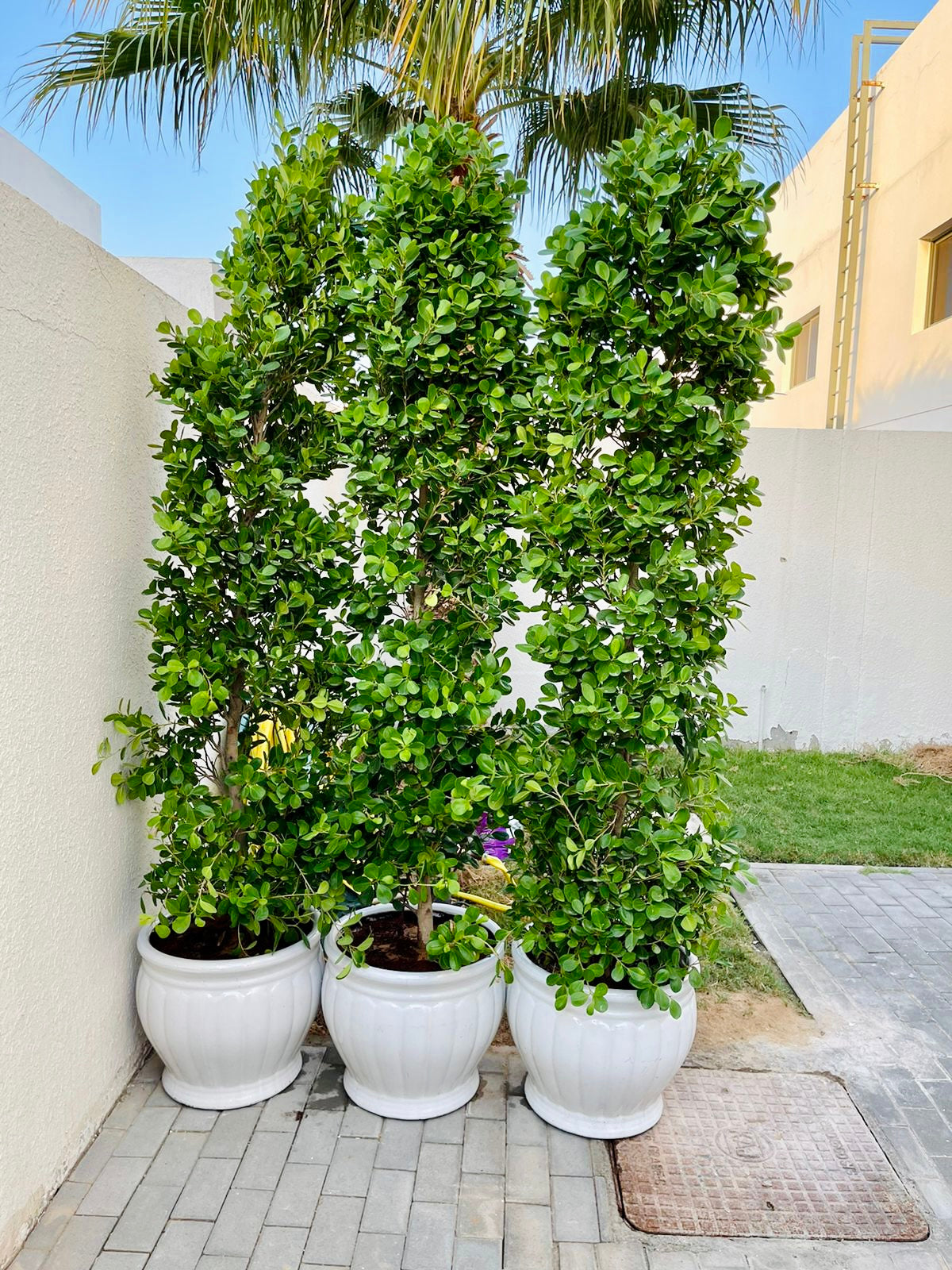Ficus Panda 2.3mtr-2.5mtr (CeramicPot) - PlantmartUAE.com