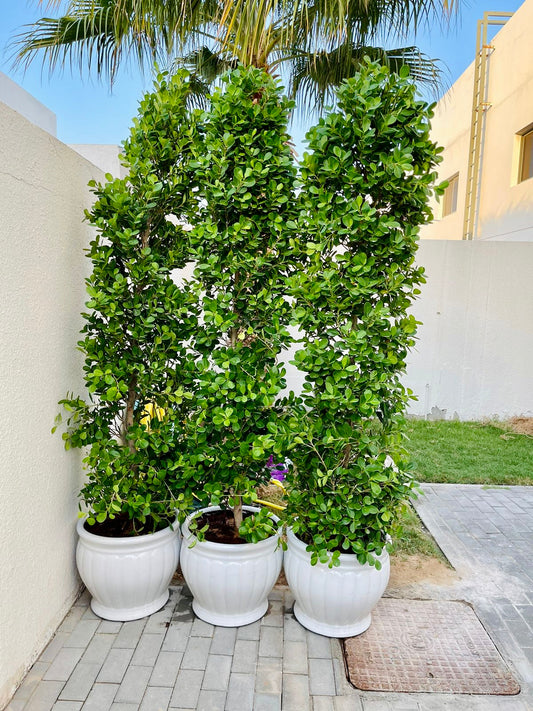 Ficus Panda 2.3mtr-2.5mtr (CeramicPot) - PlantmartUAE.com