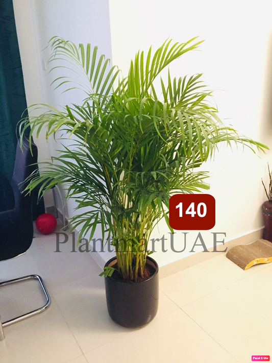 Areca Palm 140cm-150cm in Black CERAMIC pot