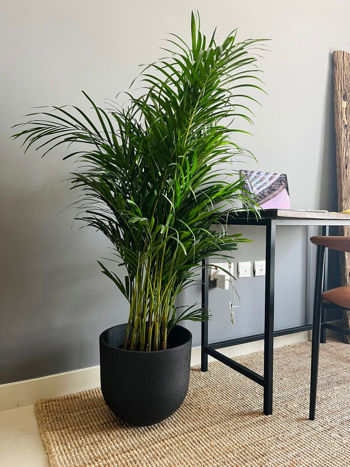 Areca Palm in Concrete Pot (110cm-120cm) - PlantmartUAE.com