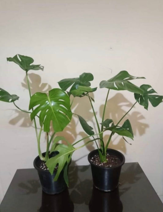 Monstera plant (M)plastic pot 40cm-60cm - PlantmartUAE.com