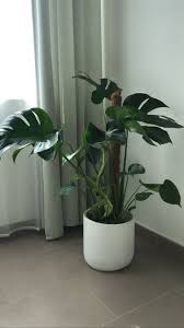 Monstera Deliciosa / Swiss cheese Plant - PlantmartUAE.com