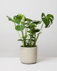 Monstera Deliciosa / Swiss cheese Plant - PlantmartUAE.com