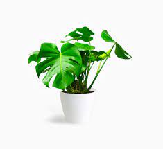 Monstera Deliciosa / Swiss cheese Plant - PlantmartUAE.com