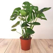 Monstera Deliciosa / Swiss cheese Plant - PlantmartUAE.com