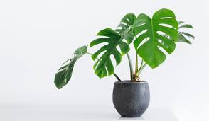 Monstera Deliciosa / Swiss cheese Plant - PlantmartUAE.com