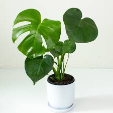 Monstera Deliciosa / Swiss cheese Plant - PlantmartUAE.com